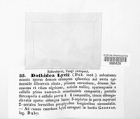 Camarosporium quaternatum image